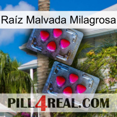 Raíz Malvada Milagrosa 14